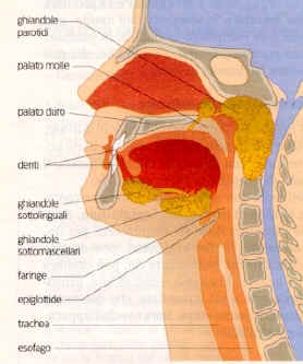 Apparato digerente - La bocca, Lo sviluppo dei denti, Le ghiandole boccali, Il percorso del cibo e gli organi che incontra